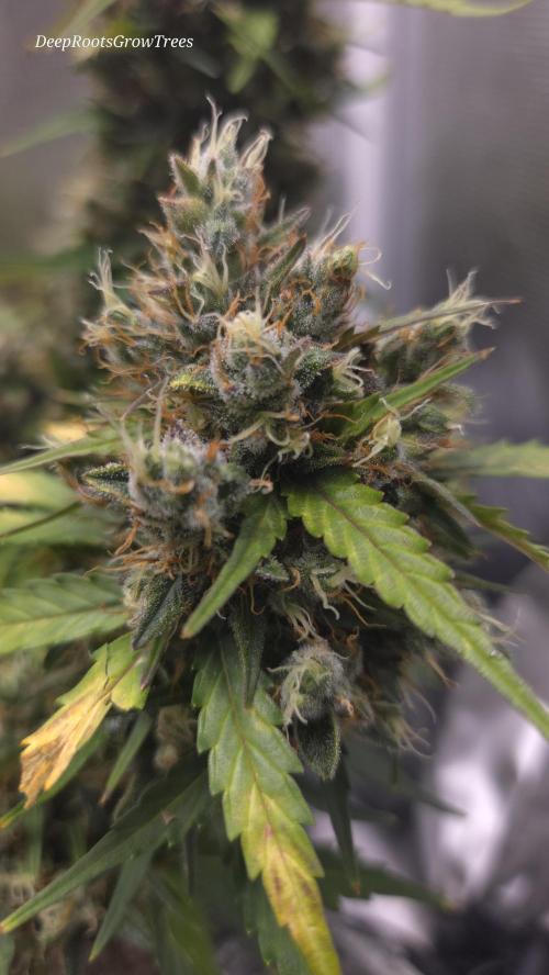 BLUE CHEESE 🧀 AUTO. Week 11