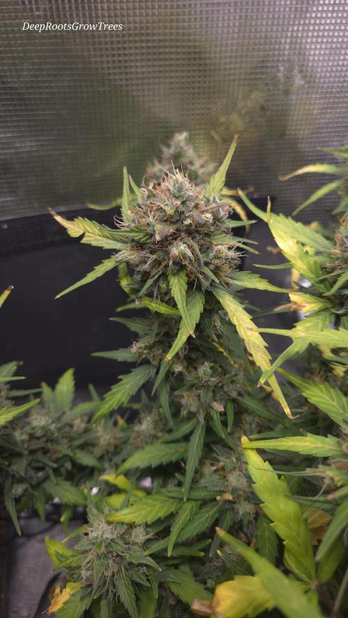 BLUE CHEESE 🧀 AUTO. Week 11