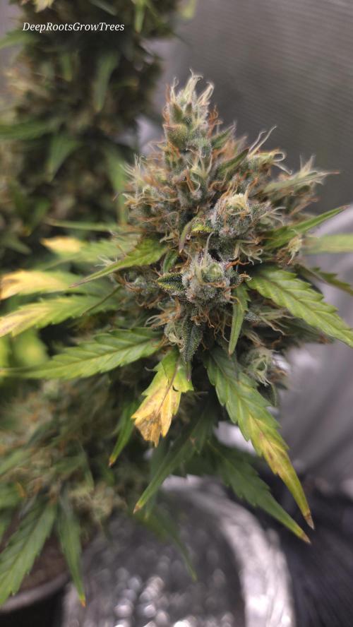 BLUE CHEESE 🧀 AUTO. Week 11
