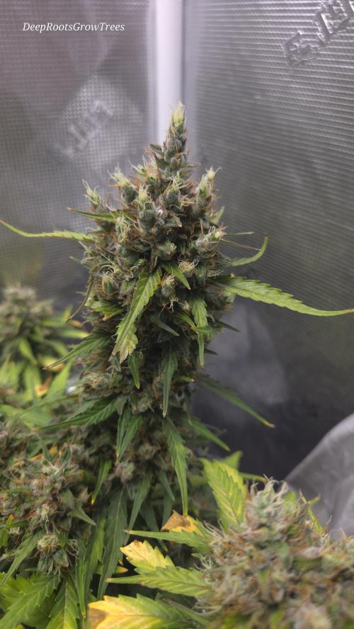 BLUE CHEESE 🧀 AUTO. Week 11
