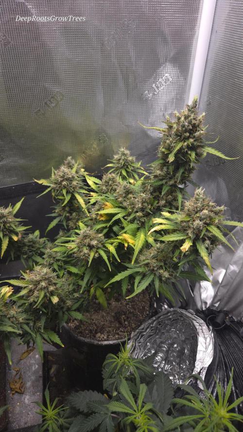BLUE CHEESE 🧀 AUTO. Week 11