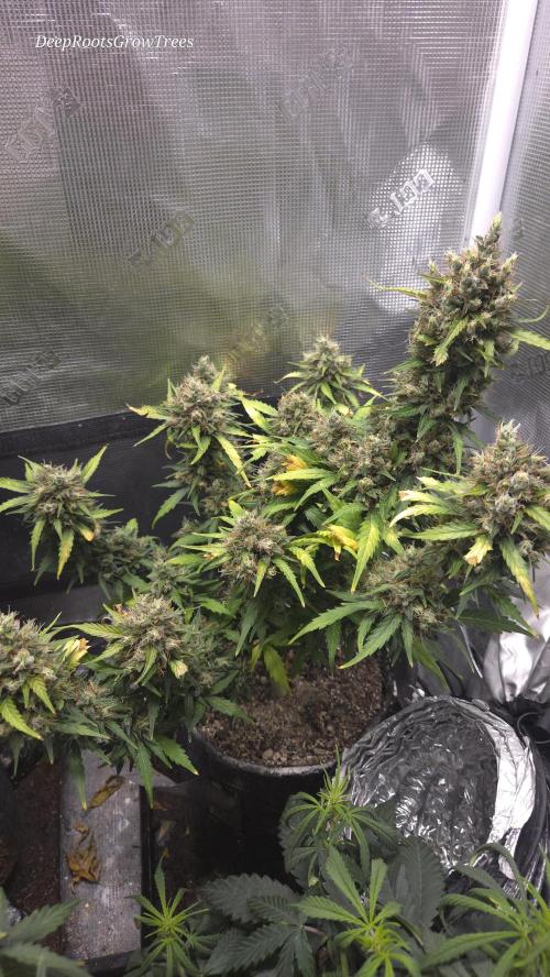 BLUE CHEESE 🧀 AUTO. Week 11