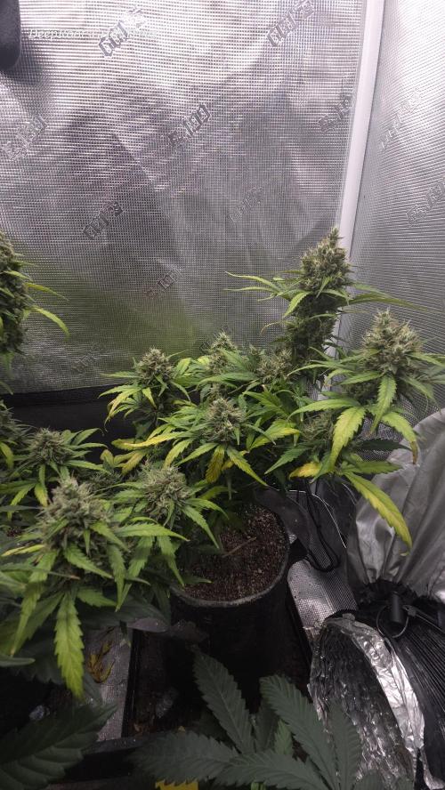 BLUE CHEESE 🧀 AUTO. Week 11