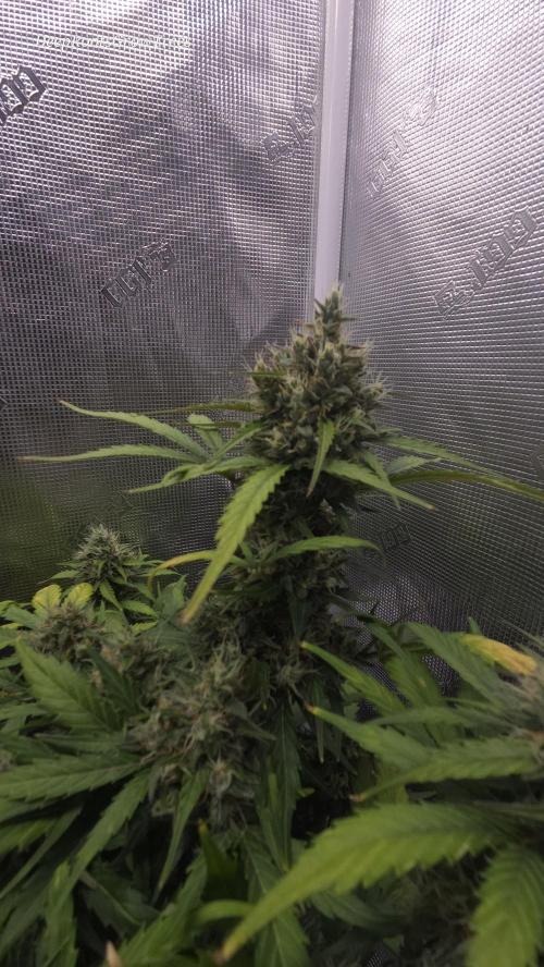 BLUE CHEESE 🧀 AUTO. Week 11