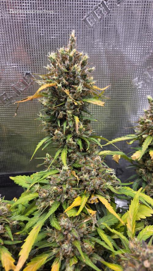 BLUE CHEESE 🧀 AUTO. Week 12