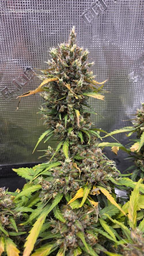BLUE CHEESE 🧀 AUTO. Week 12