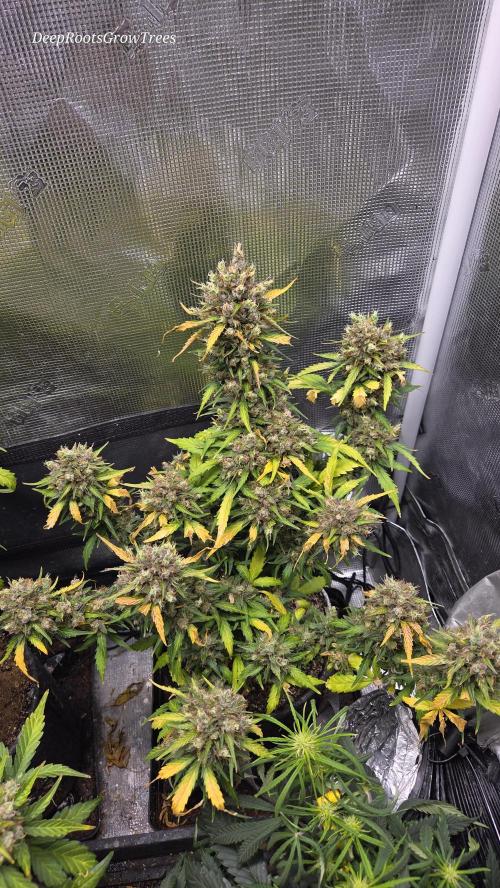 BLUE CHEESE 🧀 AUTO. Week 12
