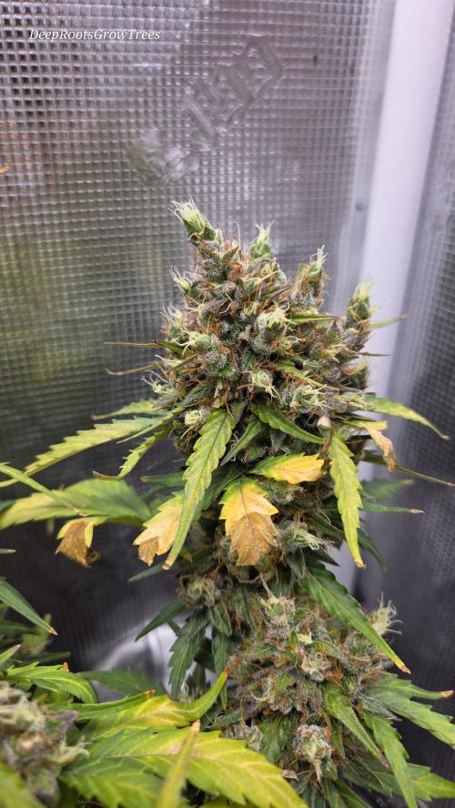 BLUE CHEESE 🧀 AUTO. Week 12