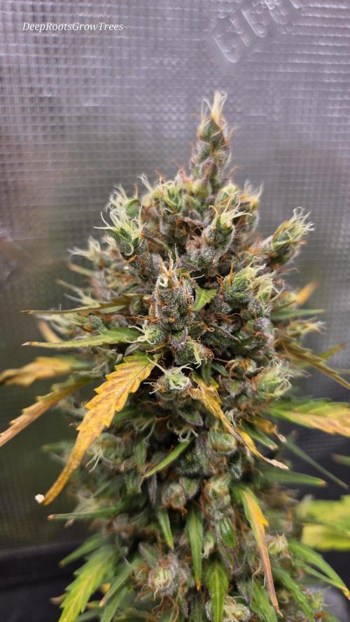 BLUE CHEESE 🧀 AUTO. Week 12