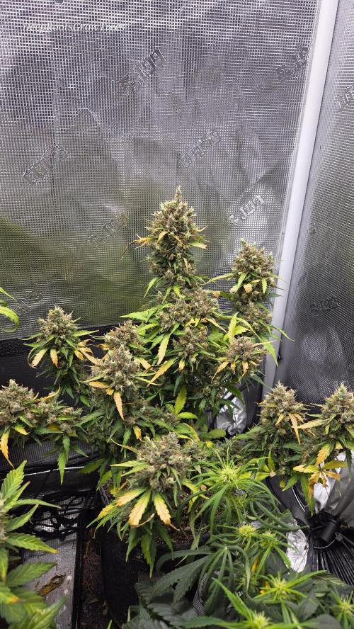 BLUE CHEESE 🧀 AUTO. Week 12