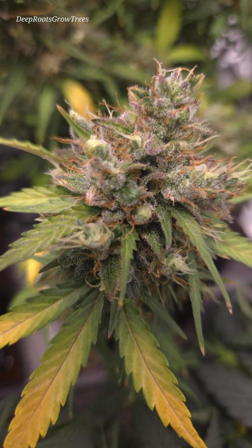 BLUE CHEESE 🧀 AUTO. Week 12