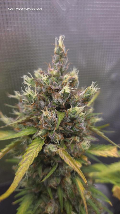 BLUE CHEESE 🧀 AUTO. Week 12