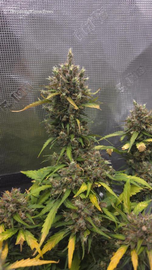 BLUE CHEESE 🧀 AUTO. Week 12