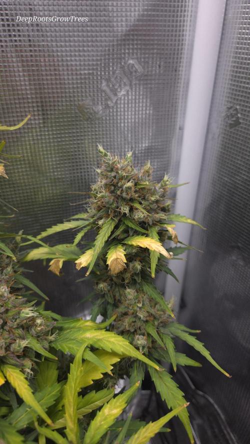 BLUE CHEESE 🧀 AUTO. Week 12