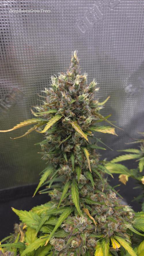 BLUE CHEESE 🧀 AUTO. Week 12