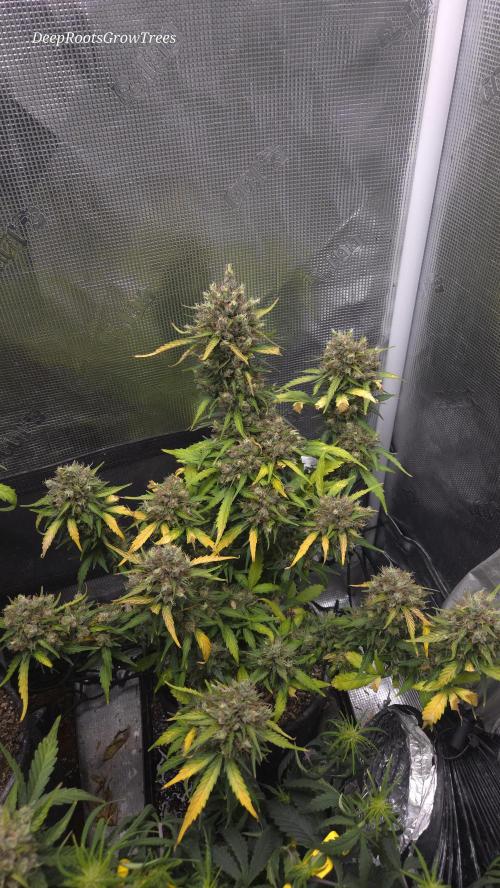 BLUE CHEESE 🧀 AUTO. Week 12