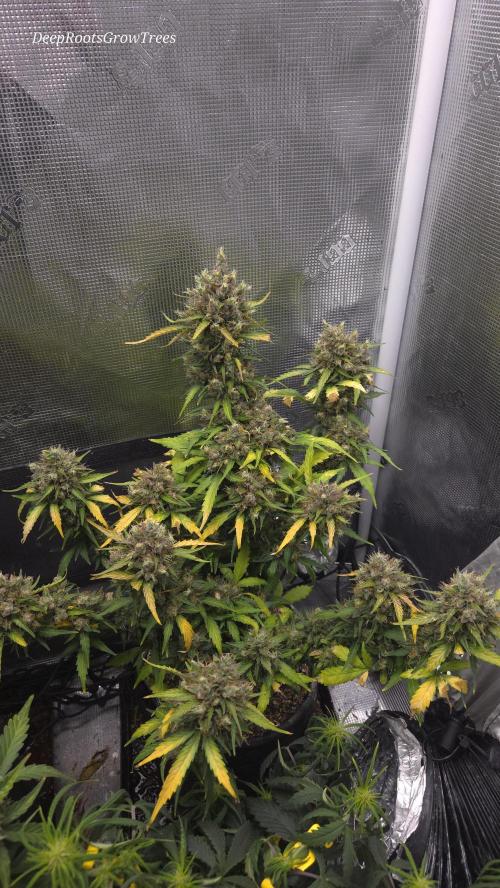 BLUE CHEESE 🧀 AUTO. Week 12