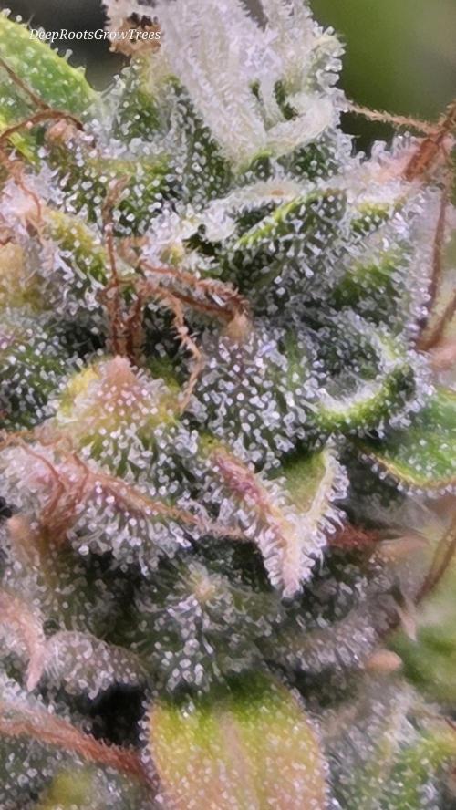 BLUE CHEESE 🧀 AUTO. Week 12