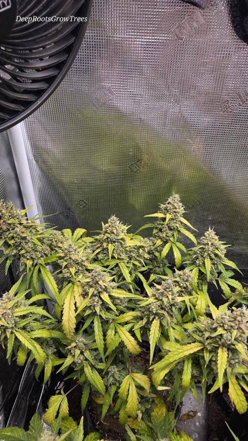 TRIPLE G AUTO. Week 12