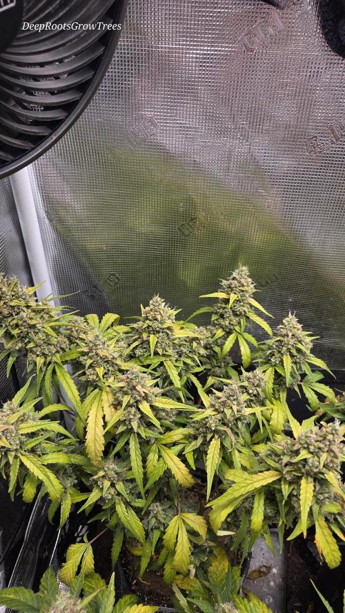 TRIPLE G AUTO. Week 12