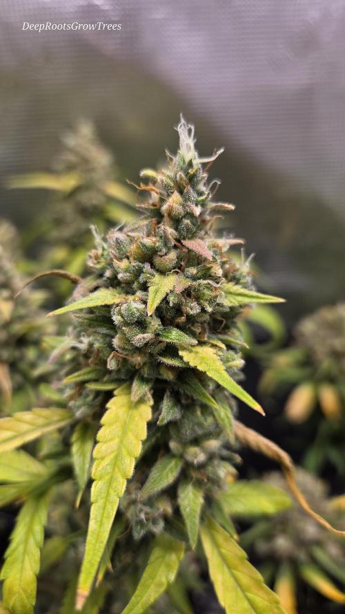 TRIPLE G AUTO. Week 12