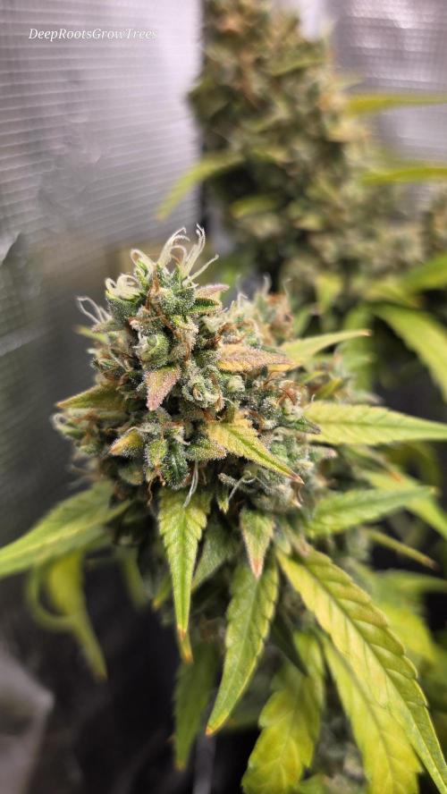 TRIPLE G AUTO. Week 12