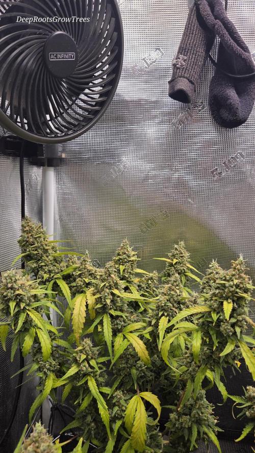 TRIPLE G AUTO. Week 12