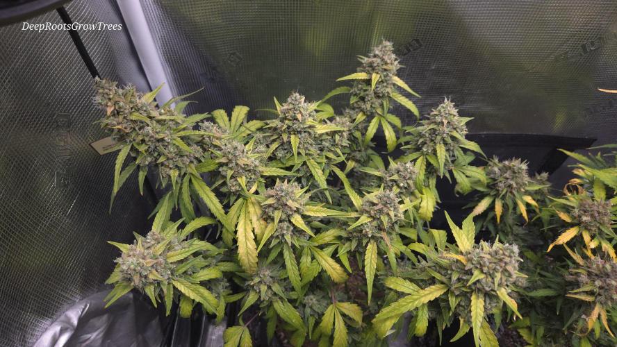 TRIPLE G AUTO. Week 12
