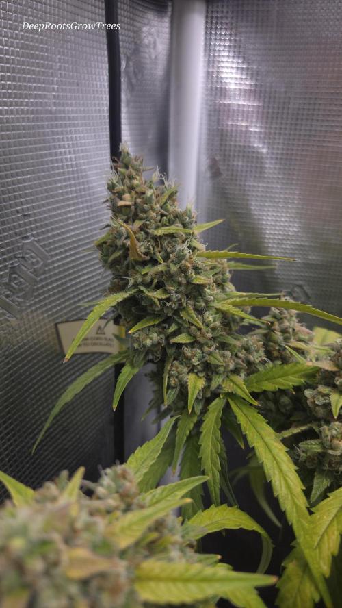 TRIPLE G AUTO. Week 12