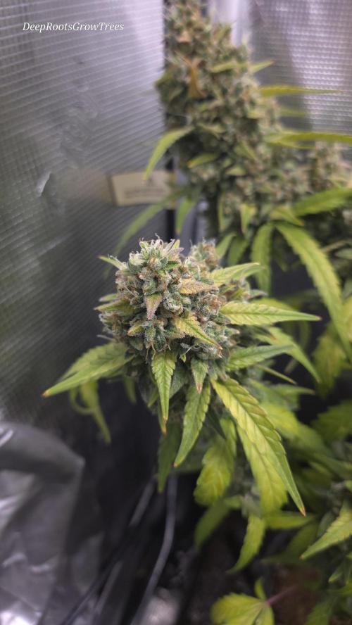 TRIPLE G AUTO. Week 12