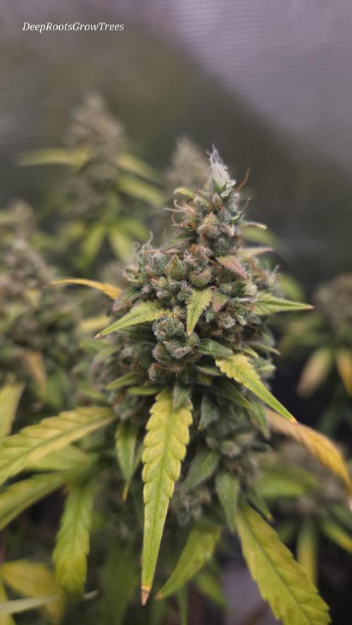 TRIPLE G AUTO. Week 12