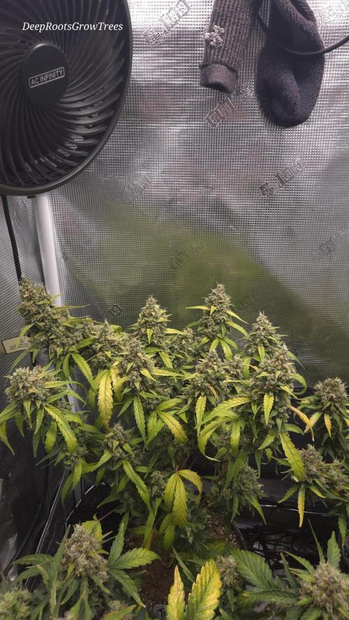 TRIPLE G AUTO. Week 12