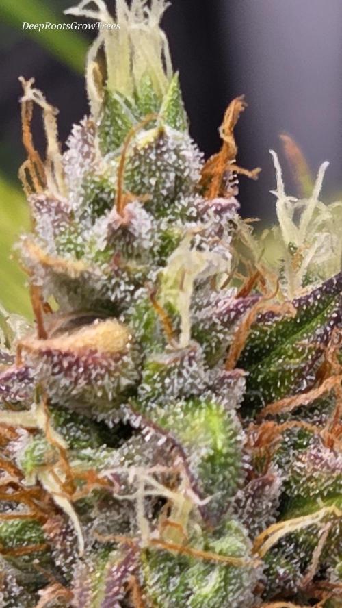 TRIPLE G AUTO. Week 12