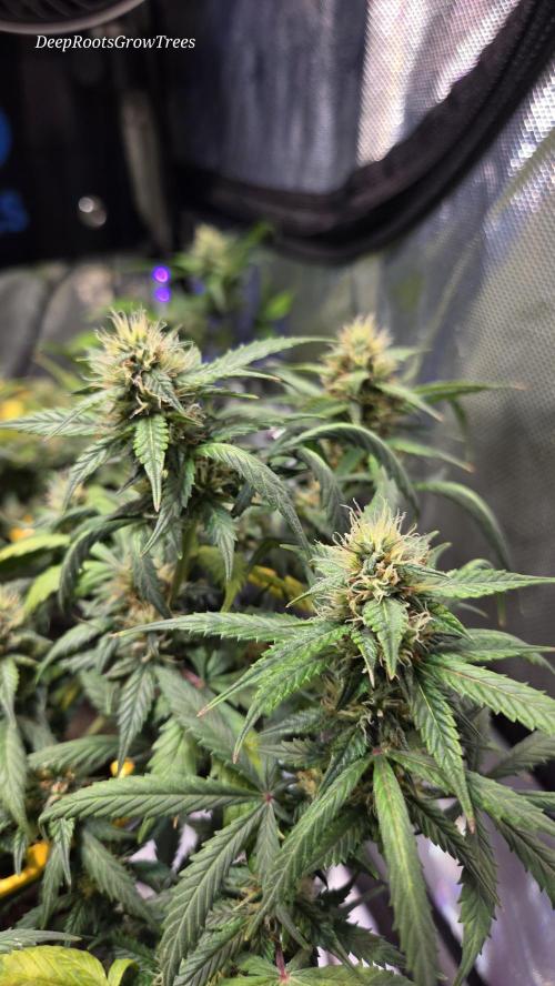 MIMOSA  AUTO. Week 10