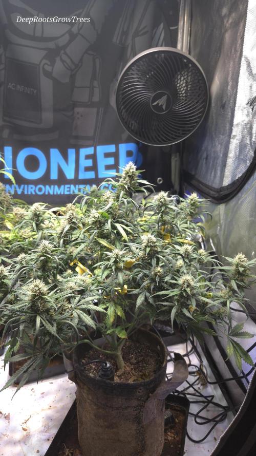 MIMOSA  AUTO. Week 10