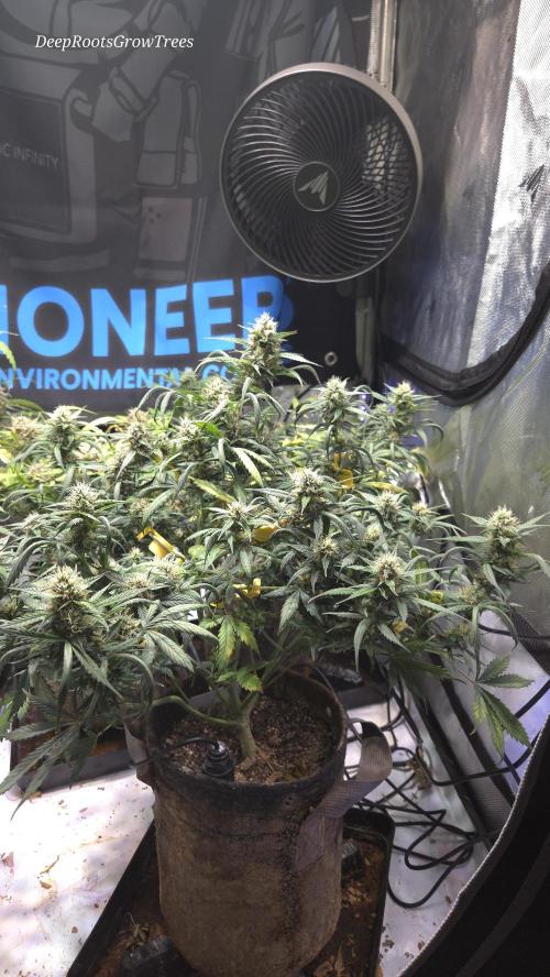 MIMOSA  AUTO. Week 10