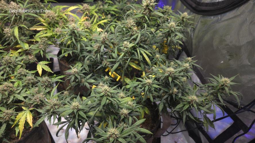 MIMOSA  AUTO. Week 10