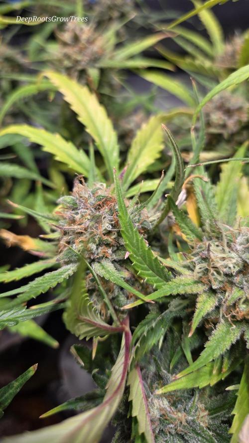 MOON ROCK  AUTO. Week 7