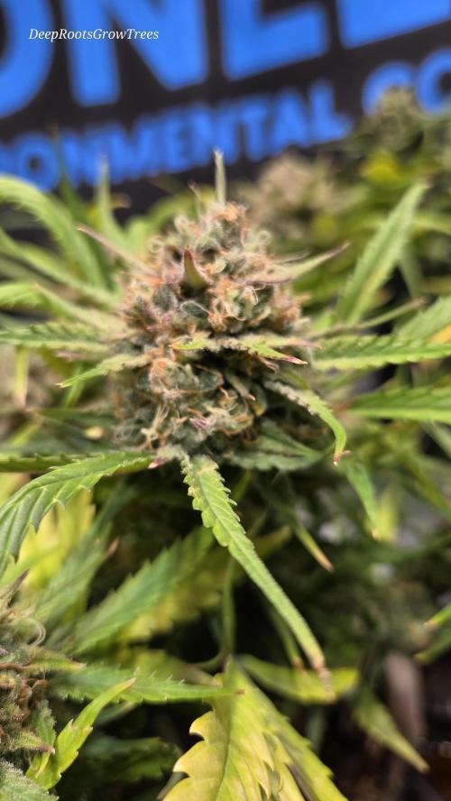 MOON ROCK  AUTO. Week 7