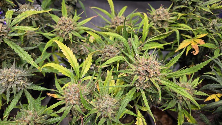 MOON ROCK  AUTO. Week 7