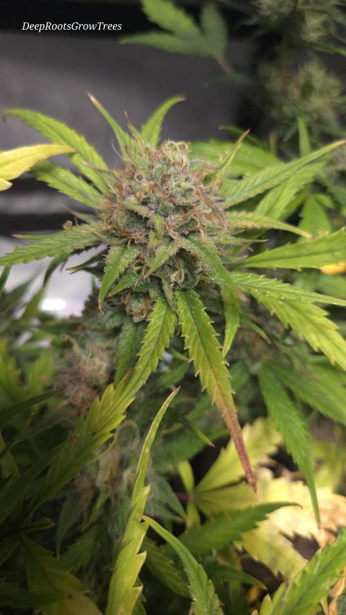 MOON ROCK  AUTO. Week 7