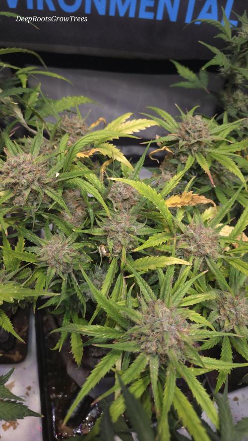 MOON ROCK  AUTO. Week 7
