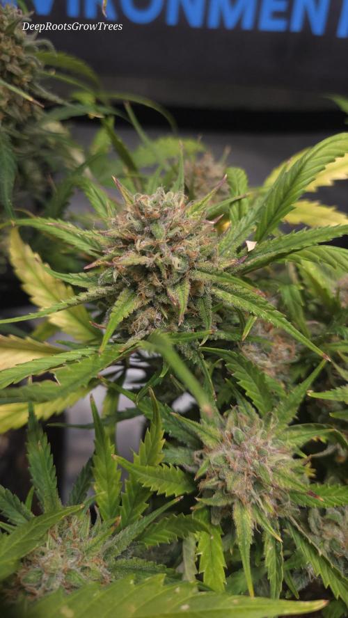 MOON ROCK  AUTO. Week 7