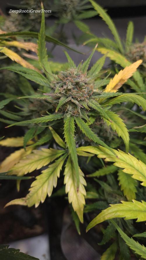MOON ROCK  AUTO. Week 7