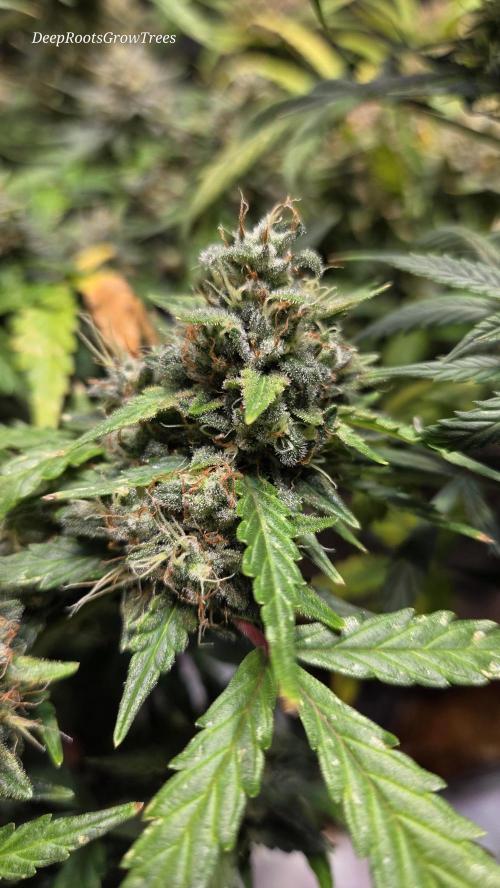 DOSIDOS AUTO. Week 7