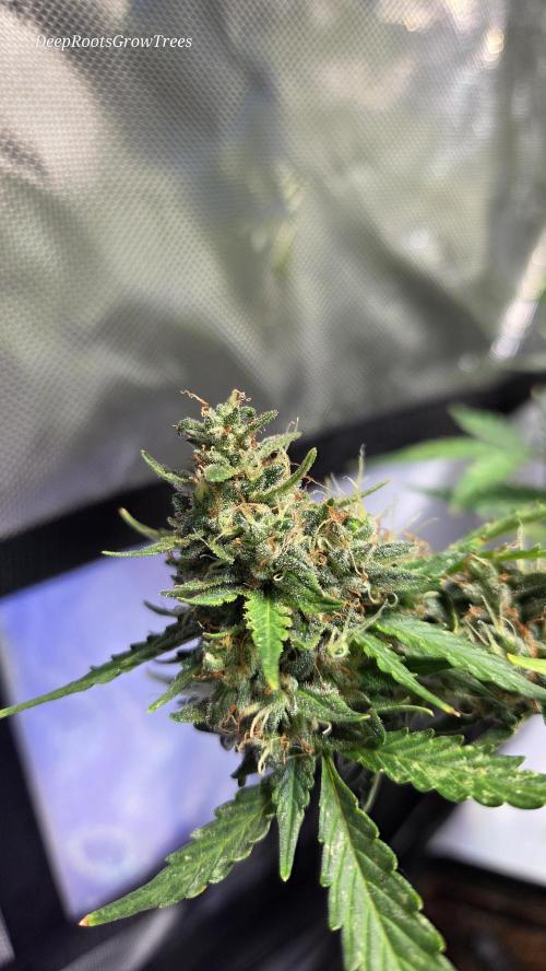 DOSIDOS AUTO. Week 7