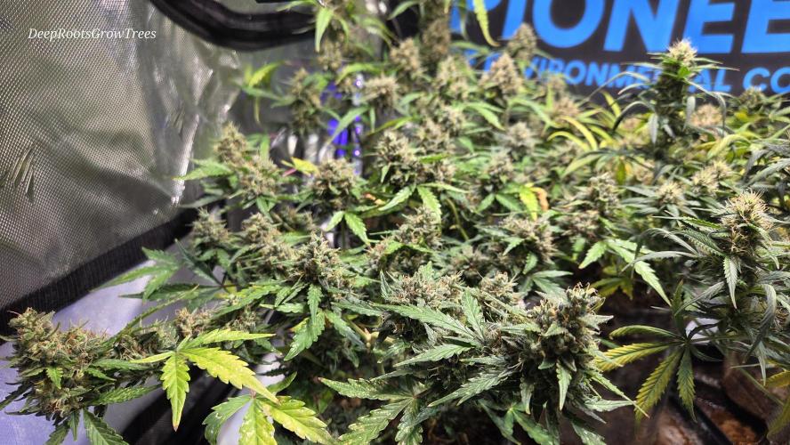 DOSIDOS AUTO. Week 7