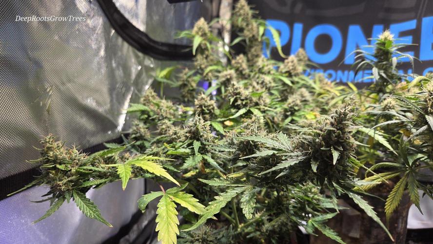 DOSIDOS AUTO. Week 7
