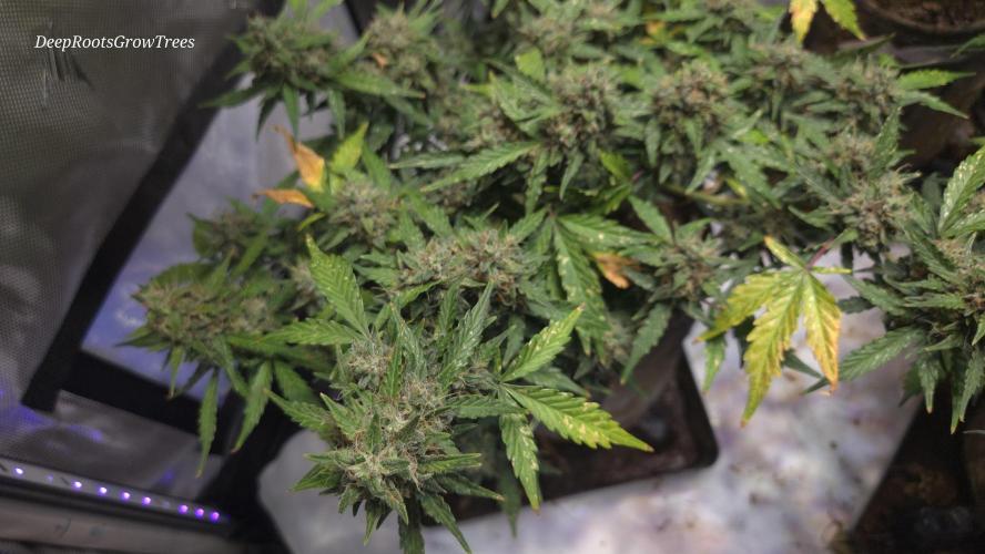 DOSIDOS AUTO. Week 7