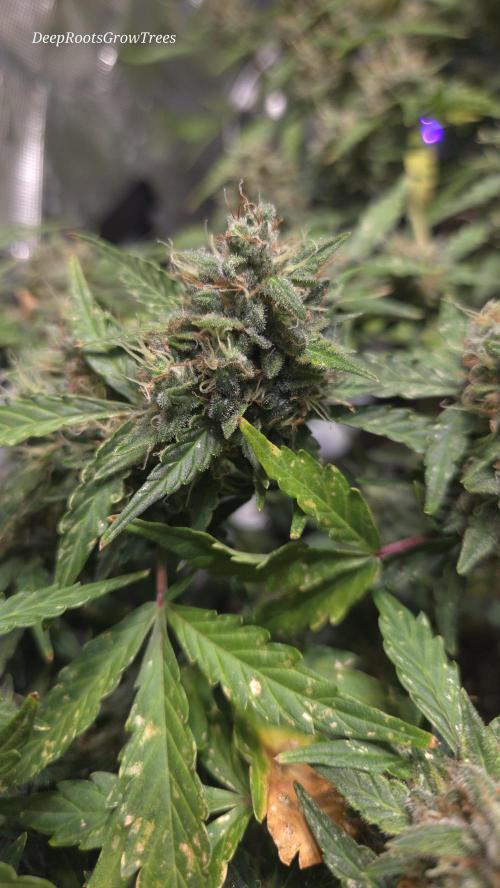 DOSIDOS AUTO. Week 7